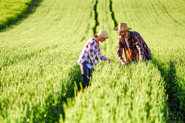 Découvrir les services d'une entreprise de travaux agricoles